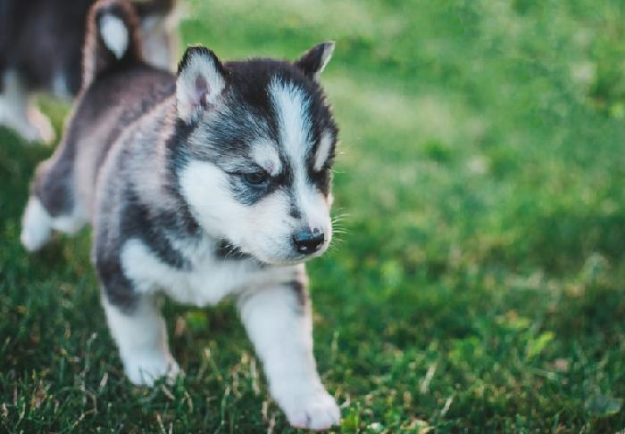 강아지 산책시키기도 무서운 요즘이네요ㅠㅠ