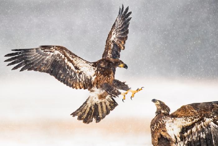 하늘의 무법자는 바로 이 놈 아닌가요?