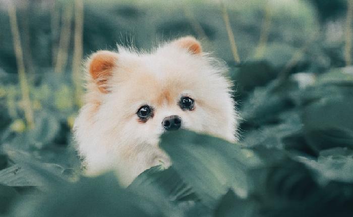 강아지 산책시키기도 무서운 요즘이네요ㅠㅠ