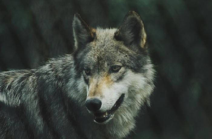 로맨티스트라는 늑대