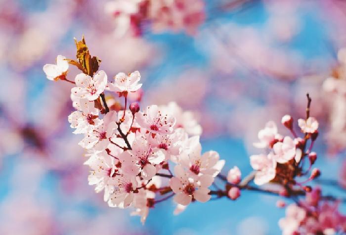 꽃피는 봄이 옵니다