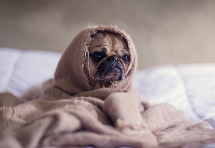 강아지 산책시키기도 무서운 요즘이네요ㅠㅠ