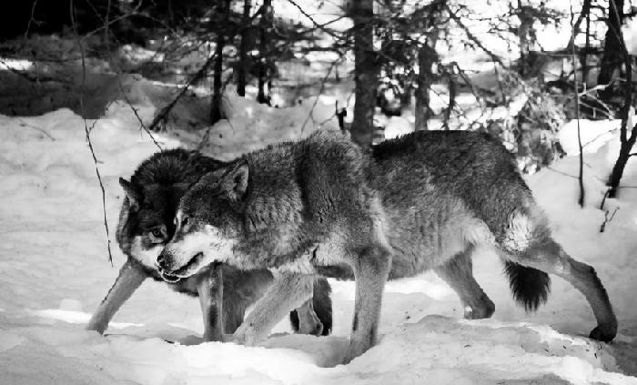 로맨티스트라는 늑대