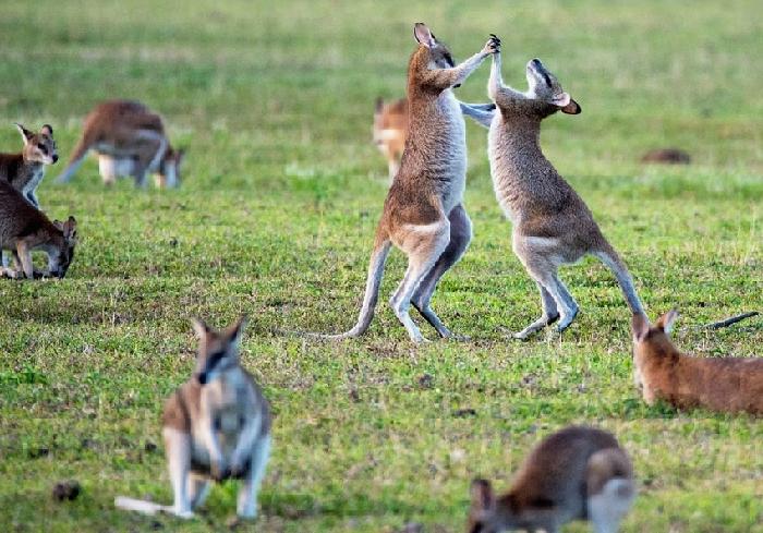 캥거루들이 산불피해를 최대한 입지않기를...