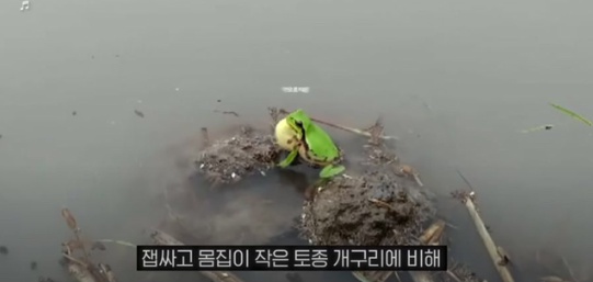 [유머] 한반도 외래종 근황 -  와이드섬