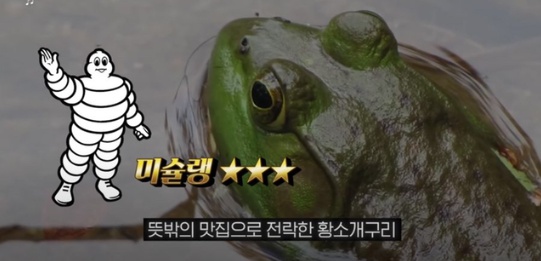 [유머] 한반도 외래종 근황 -  와이드섬