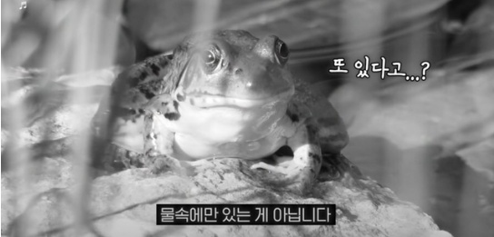 [유머] 한반도 외래종 근황 -  와이드섬