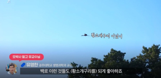 [유머] 한반도 외래종 근황 -  와이드섬