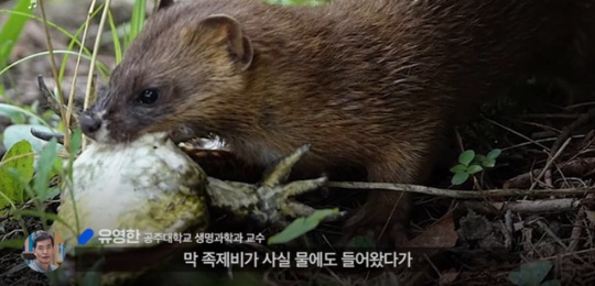 [유머] 한반도 외래종 근황 -  와이드섬