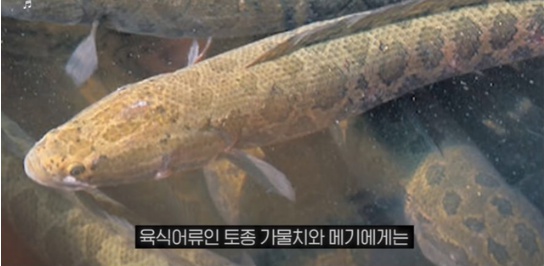 [유머] 한반도 외래종 근황 -  와이드섬