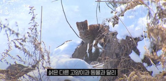 [유머] 한반도 외래종 근황 -  와이드섬