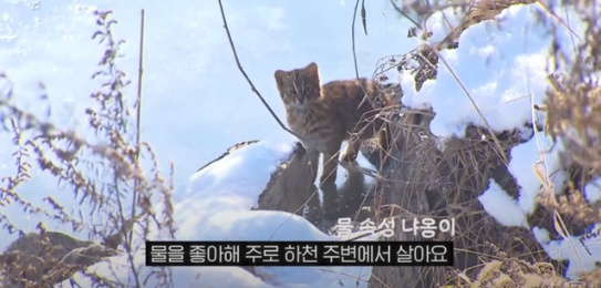 [유머] 한반도 외래종 근황 -  와이드섬