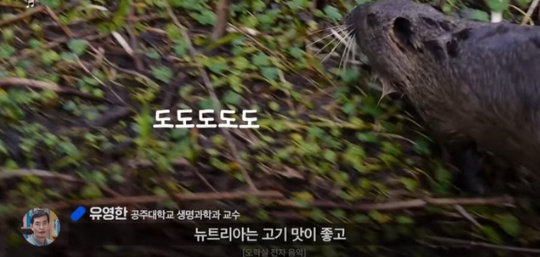 [유머] 한반도 외래종 근황 -  와이드섬
