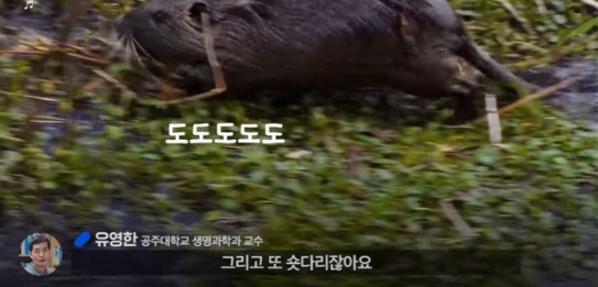 [유머] 한반도 외래종 근황 -  와이드섬