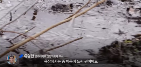 [유머] 한반도 외래종 근황 -  와이드섬