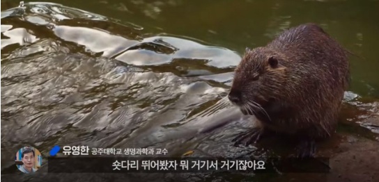 [유머] 한반도 외래종 근황 -  와이드섬