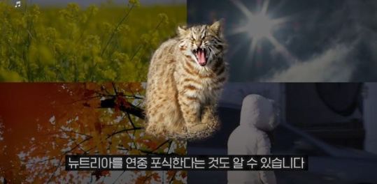 [유머] 한반도 외래종 근황 -  와이드섬