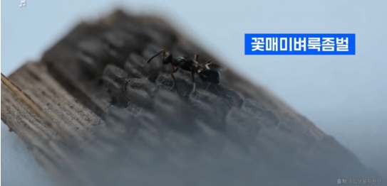 [유머] 한반도 외래종 근황 -  와이드섬
