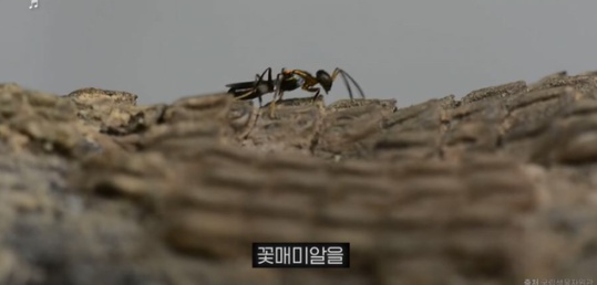 [유머] 한반도 외래종 근황 -  와이드섬