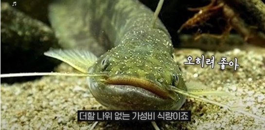 [유머] 한반도 외래종 근황 -  와이드섬
