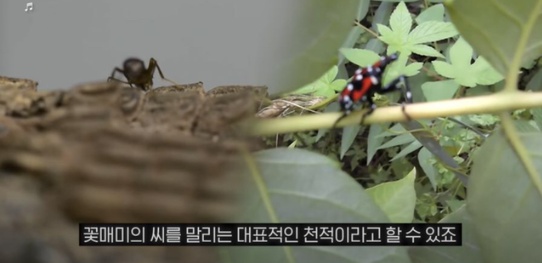 [유머] 한반도 외래종 근황 -  와이드섬