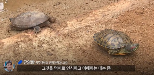[유머] 한반도 외래종 근황 -  와이드섬