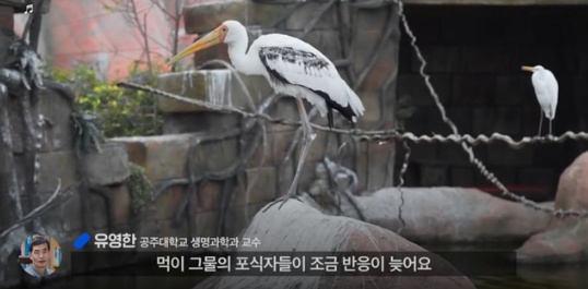 [유머] 한반도 외래종 근황 -  와이드섬