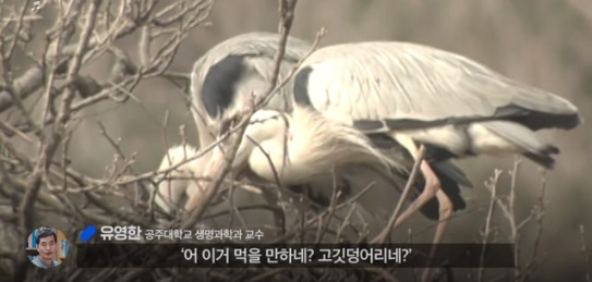 [유머] 한반도 외래종 근황 -  와이드섬