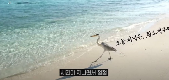 [유머] 한반도 외래종 근황 -  와이드섬