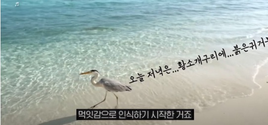 [유머] 한반도 외래종 근황 -  와이드섬