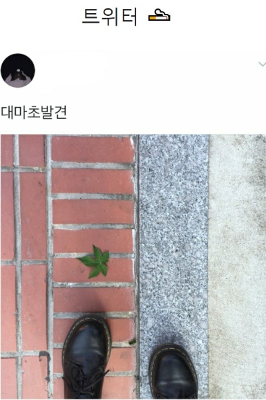 [유머] 인스타 트위터 감성 비교짤 -  와이드섬