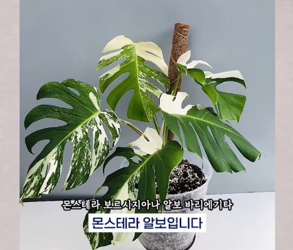 [유머] 명절에 본가 내려가서 찾으면 대박나는 것 -  와이드섬