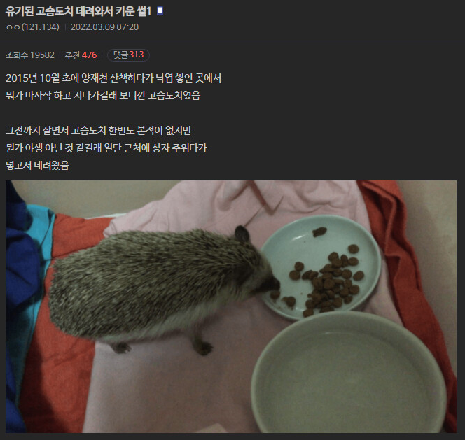 [유머] 유기 고슴도치를 키웠다. -  와이드섬