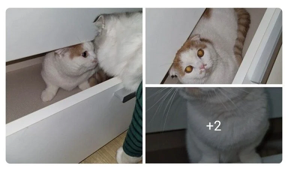 [유머] 당근 서랍 거래에 같이 온 것. -  와이드섬