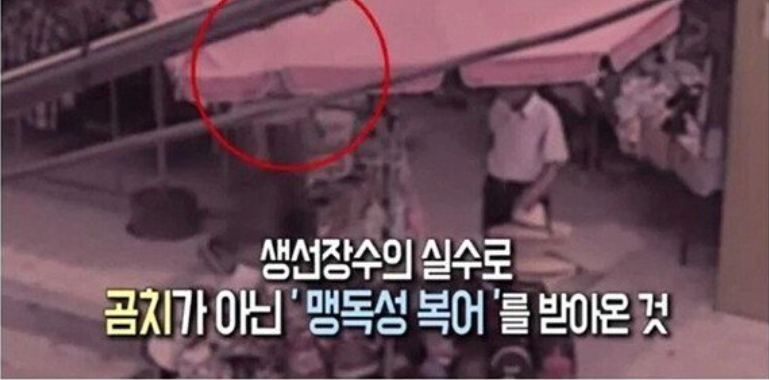 [유머] 실수로 맹독성 복어를 팔아버린 어부 -  와이드섬