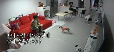 [유머] 반려견을 키우면 우울증 위험이 감소하는 이유 -  와이드섬