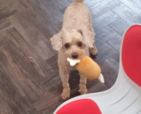 [유머] 반려견을 키우면 우울증 위험이 감소하는 이유 -  와이드섬