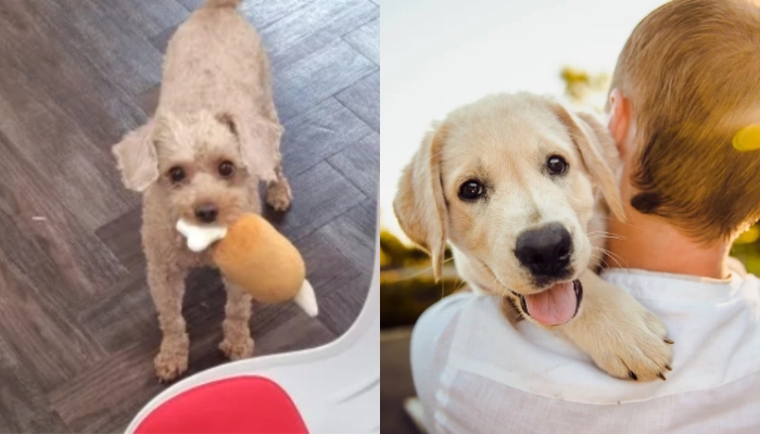 [유머] 반려견을 키우면 우울증 위험이 감소하는 이유 -  와이드섬