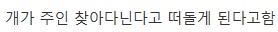 [유머] 잃어버린 반려견을 3일 안에 찾는 방법 -  와이드섬