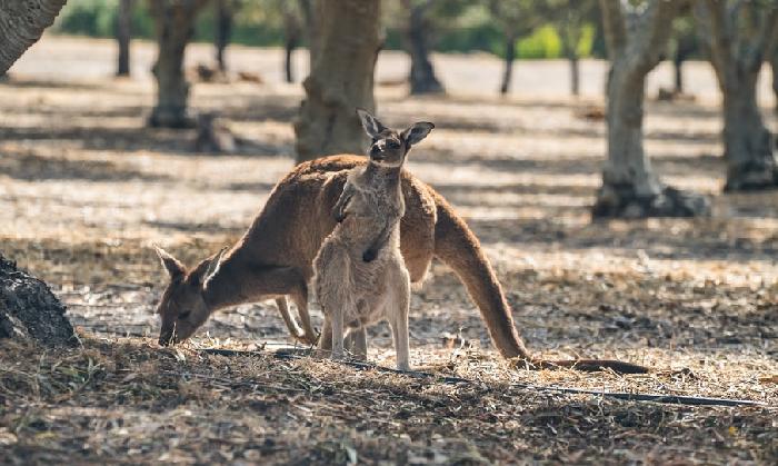 캥거루들이 산불피해를 최대한 입지않기를...